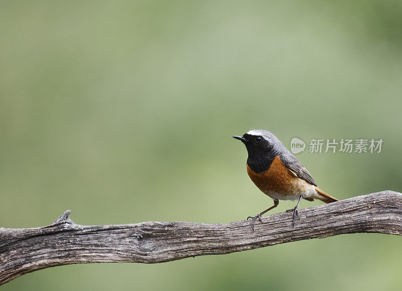 红鹤(Phoenicurus Phoenicurus)